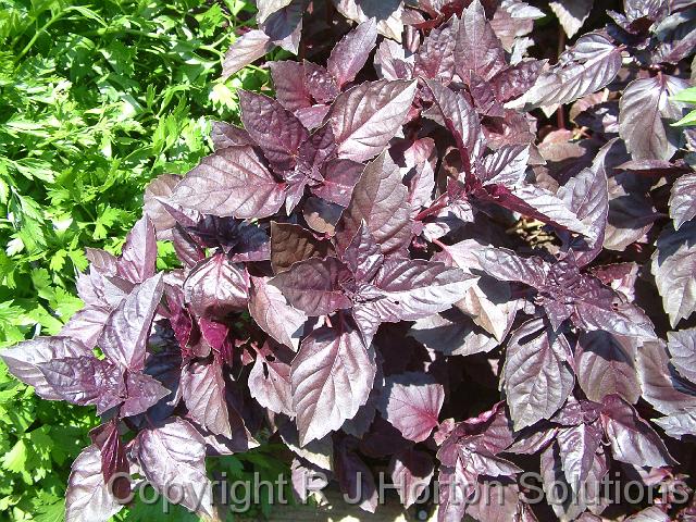 Basil Purple-leafed Coopernock